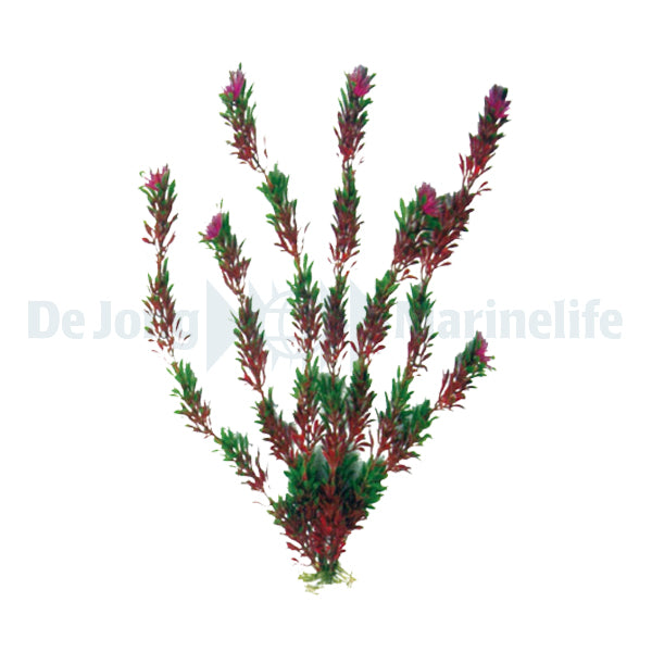 Plastic Plant Flora Bi-color 50cm