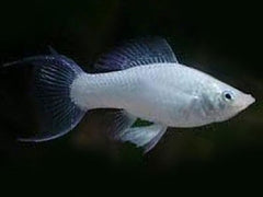 P.sphenops Molly platinum lierstaart M