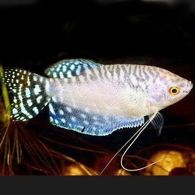 Trich.trichopterus   Platinum gourami M