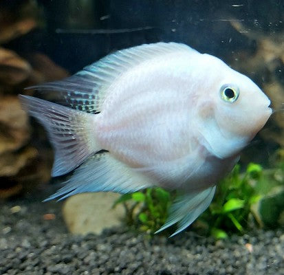 Platinum Polar parrot cichlid 5-6 cm
