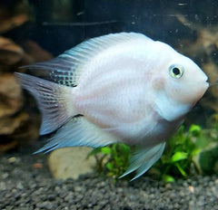 Platinum Polar parrot cichlid 5-6 cm