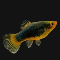 Xiph.maculatus Platy zwart M