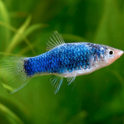 Xiph.maculatus   Platy blauw tuxedo  M