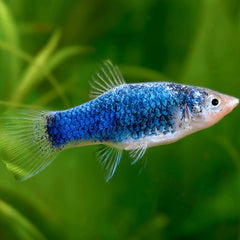 Xiph.maculatus   Platy blauw tuxedo  M