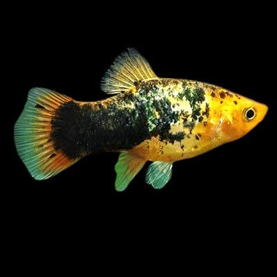 Xiph.maculatus Platy gold calico M