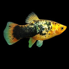 Xiph.maculatus Platy gold calico M