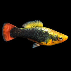 Xiph.maculatus Platy hawaii M