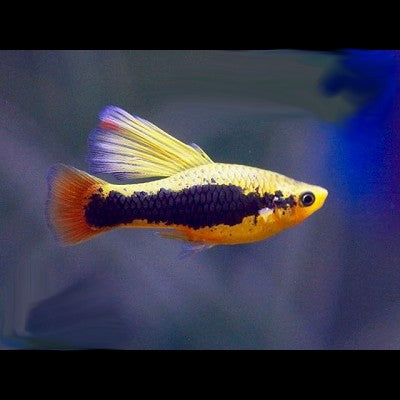 Xiph.maculatus  Platy hawaii hifin
 L