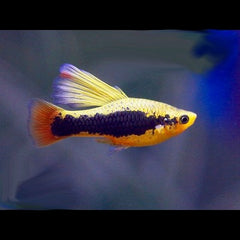 Xiph.maculatus  Platy hawaii hifin
 L