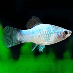 Xiph.maculutus-Platy M.mouse blue