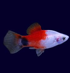 Xiph.maculutus-Platy red top M.mouse