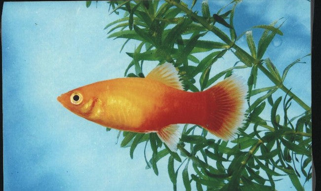 Xiph.maculatus   Platy sunset M