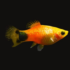 Platy Sunset Mickey Mouse M