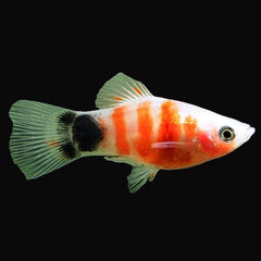 Platy Tiger Mickey Mouse M
