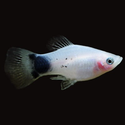 Platy white Mickey Mouse M