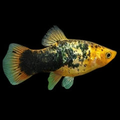 Platy Yellow Calico M