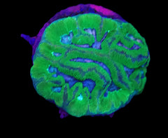 Favia sp. (Ultra) (DJM frag) pb 106