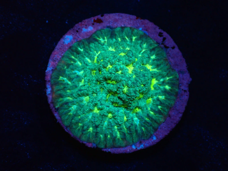 Echinophyllia sp. (Rainbow) (DJM frag) pb 371