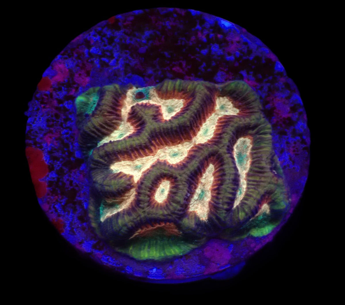 Platygyra sp. (Ultra) (DJM Frag) o 268
