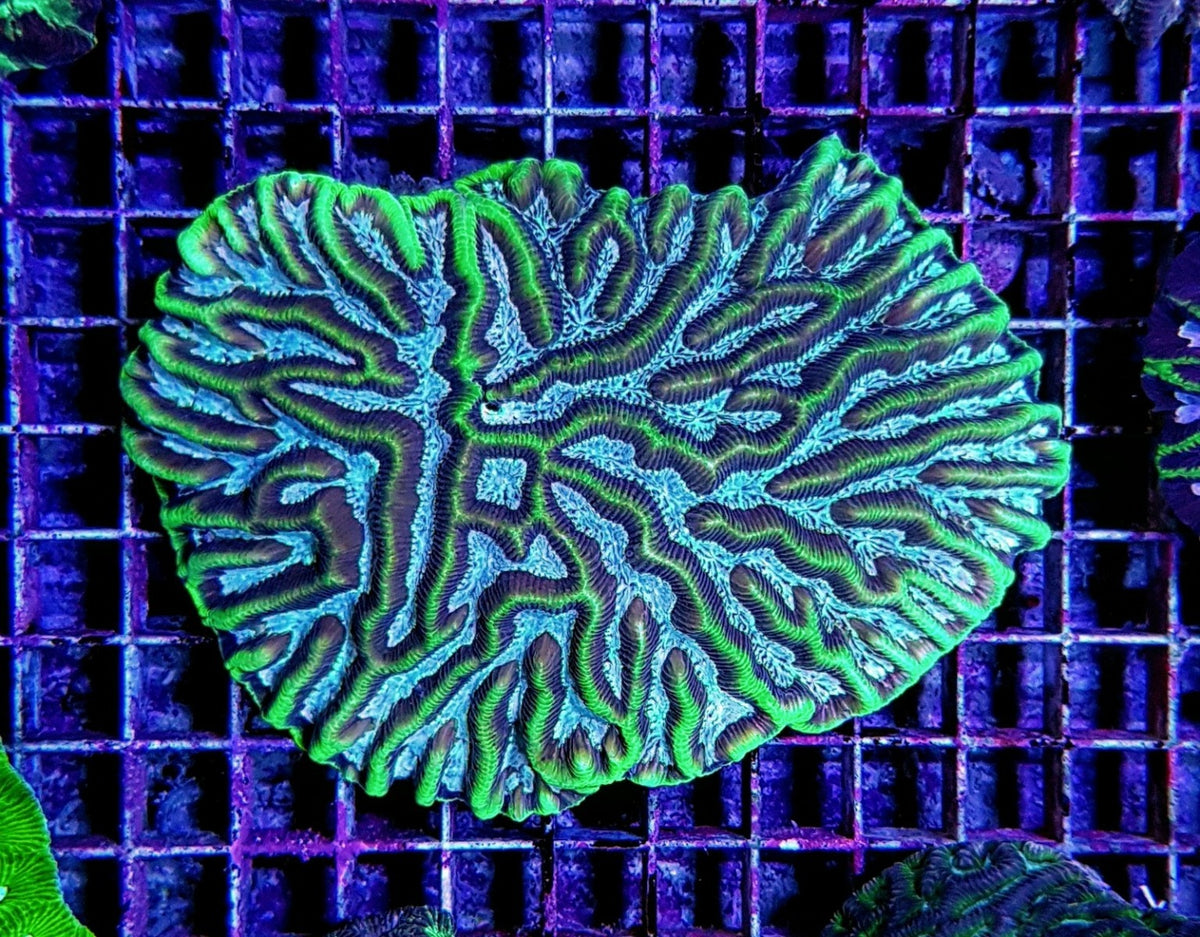 Platygyra spp. (Premium)