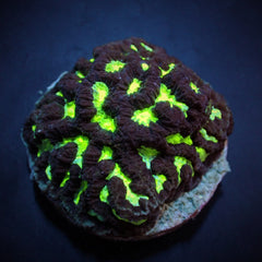 Platygyra spp. (Premium) (frag)