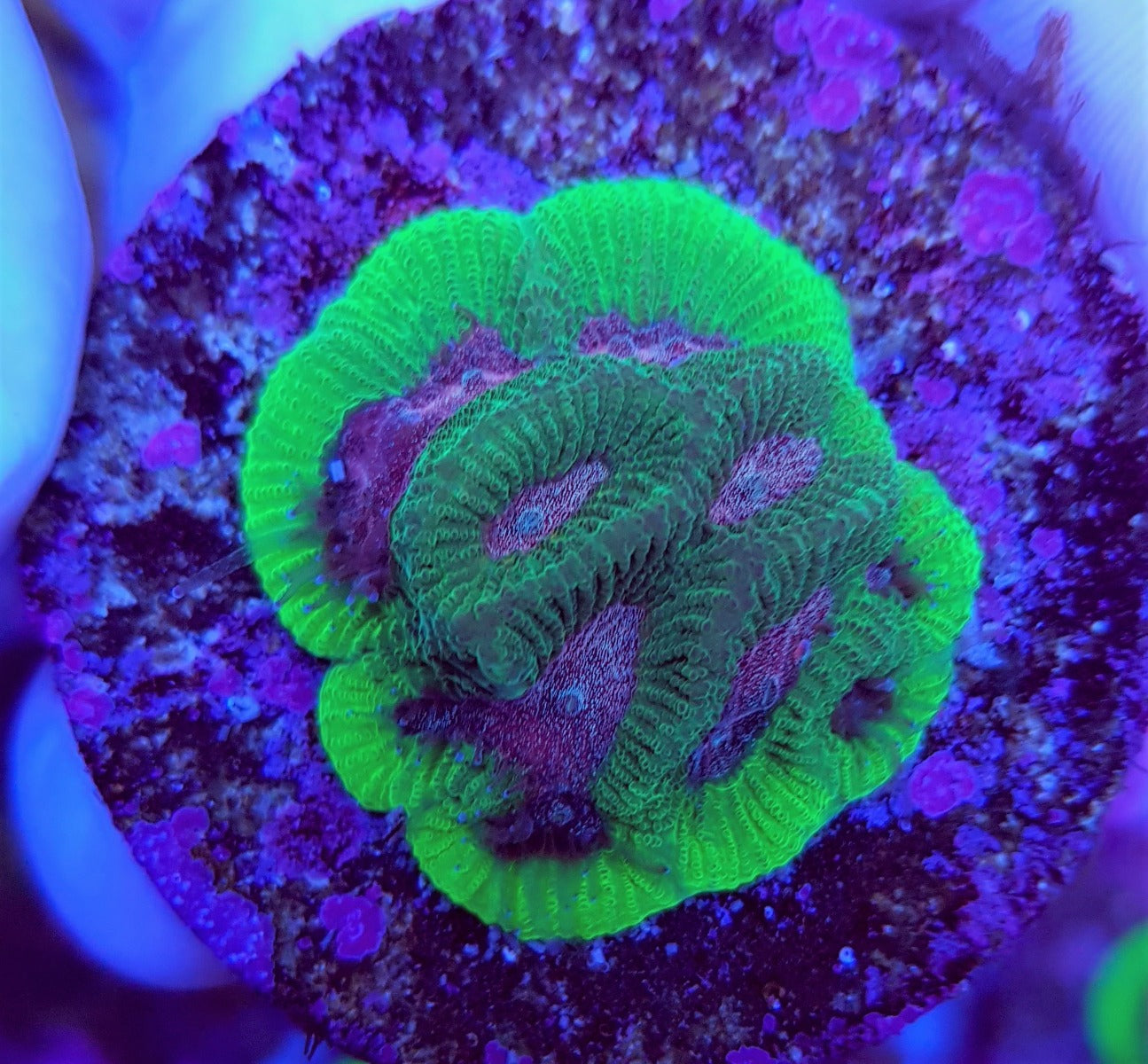 Platygyra spp. (Premium) (frag)