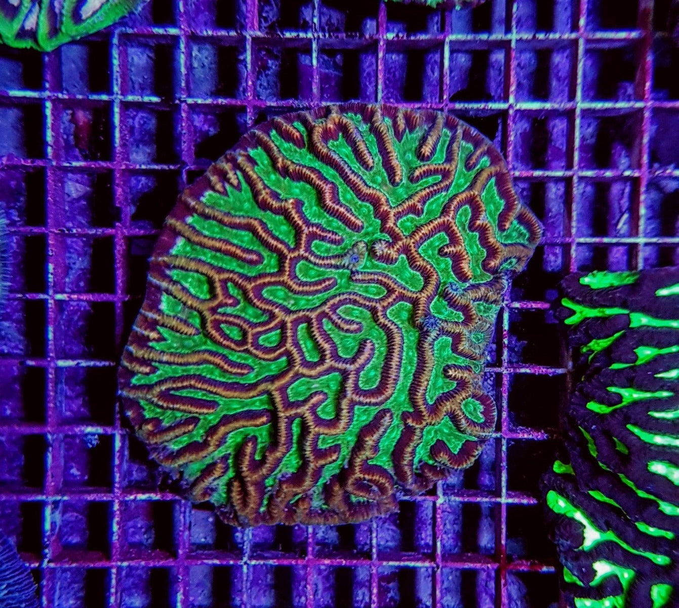 Platygyra spp. (Ultra)