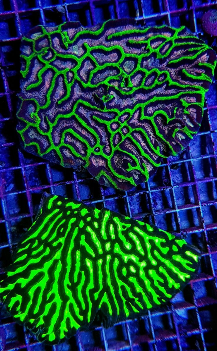 Platygyra spp. (Ultra)