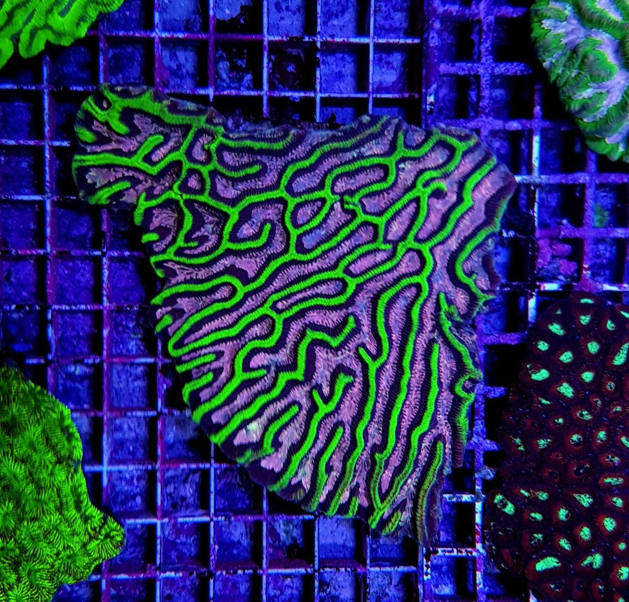 Platygyra spp. (Ultra)