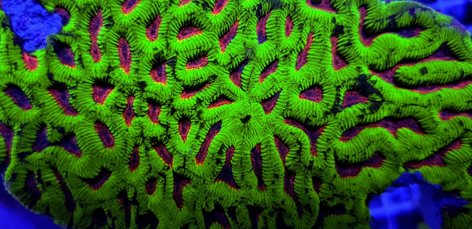 Platygyra spp. (Ultra)