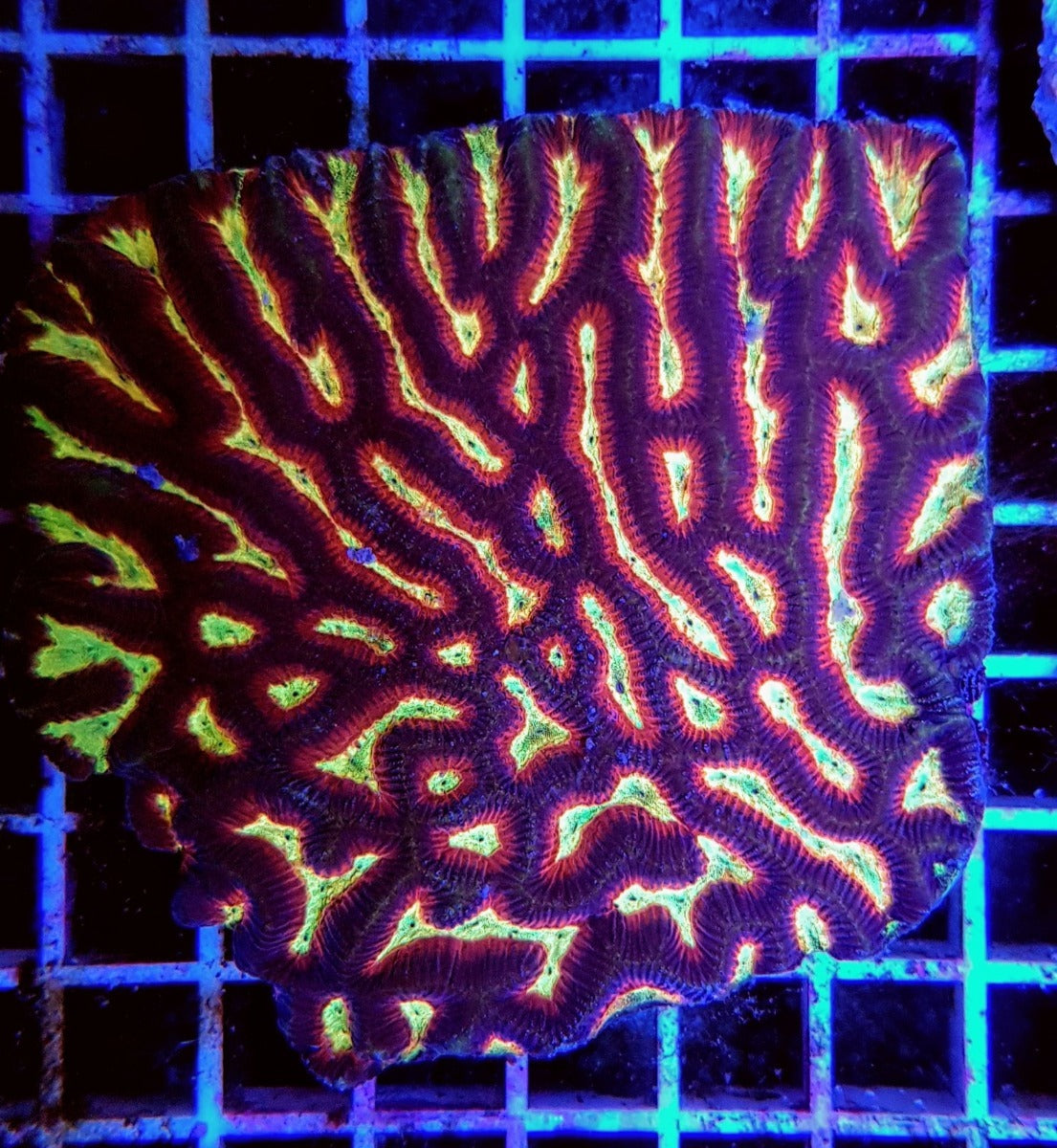Platygyra spp. (Ultra)