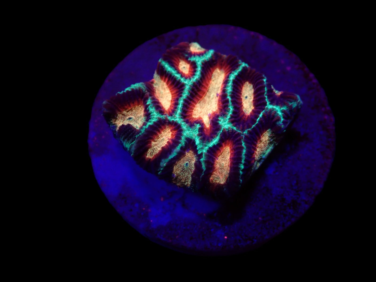 Platygyra spp. (Ultra) (frag)