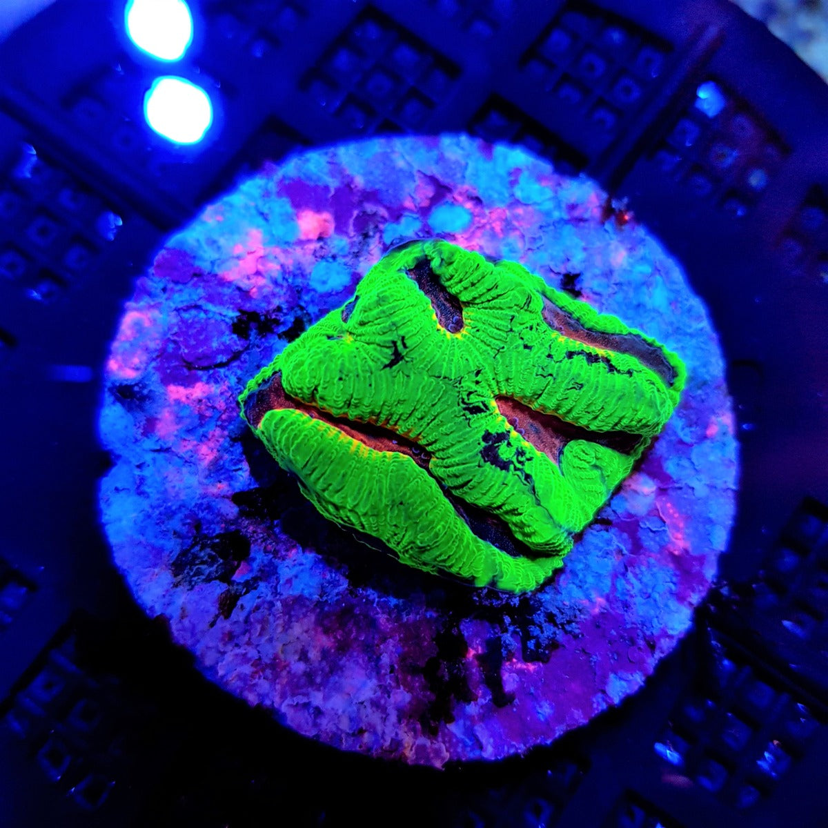 Platygyra spp. (Ultra) (frag)