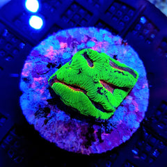 Platygyra spp. (Ultra) (frag)