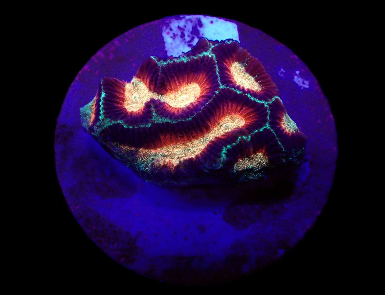 Platygyra spp. (Ultra) (frag)