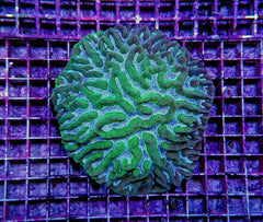 Platygyra spp.