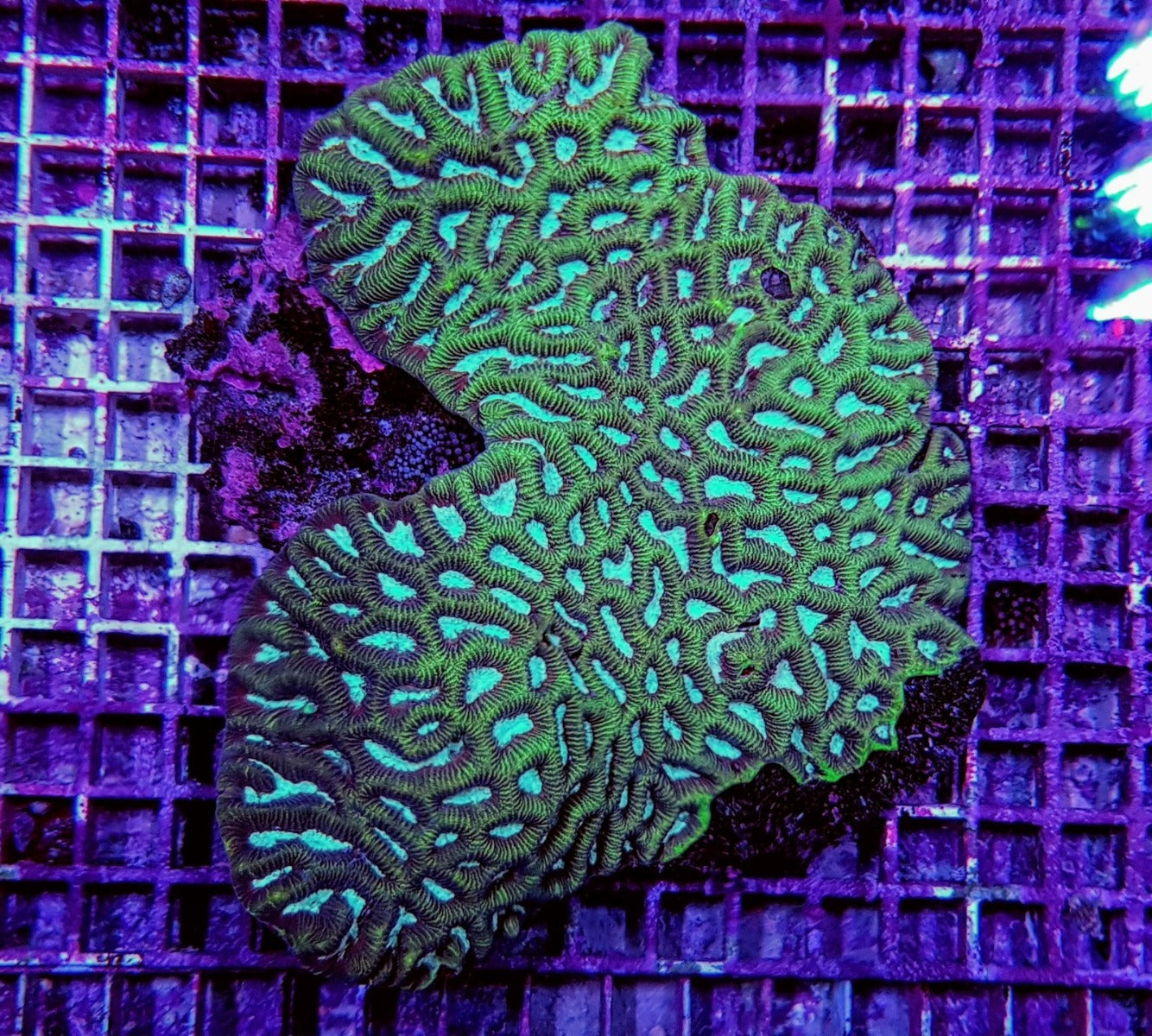 Platygyra spp.