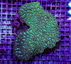 Platygyra spp.