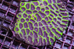Platygyra spp.