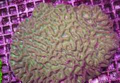 Platygyra spp.