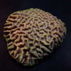 Platygyra spp.