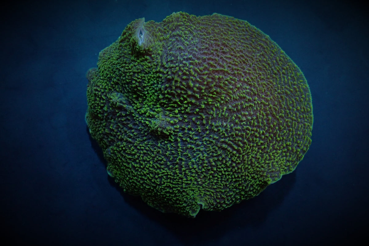 Platyzoanthus mussoides (Green) (1 ear)