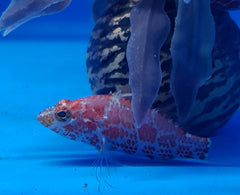 Plectranthias inermis