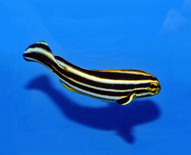Plectorhinchus polytaenia