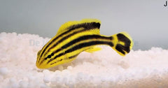 Plectorhinchus gaterinus