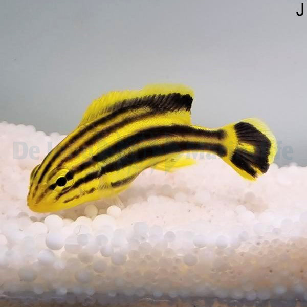 Plectorhinchus gaterinus