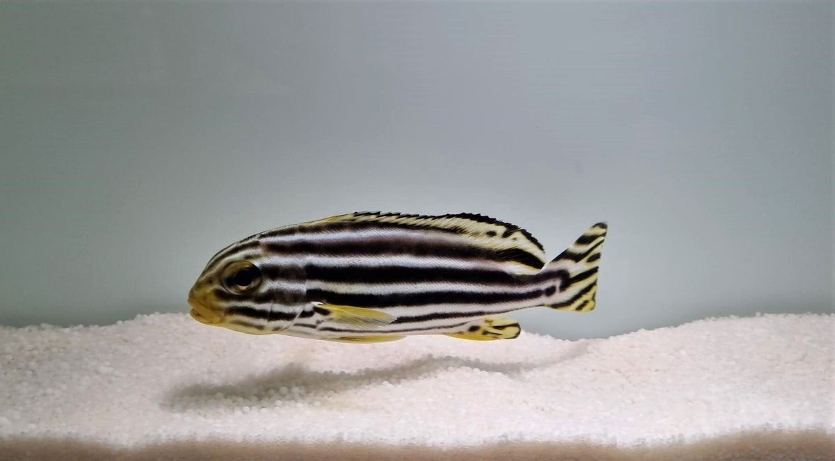 Plectorhinchus lineatus