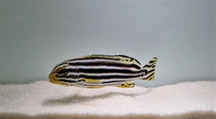 Plectorhinchus lineatus
