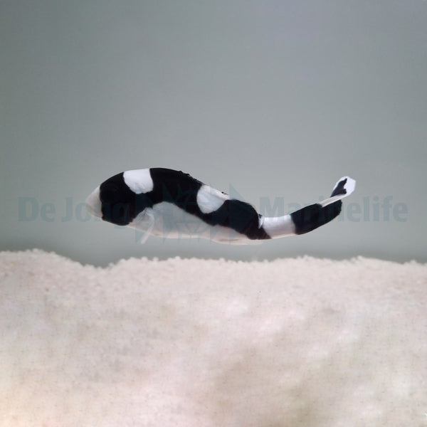 Plectorhinchus picus