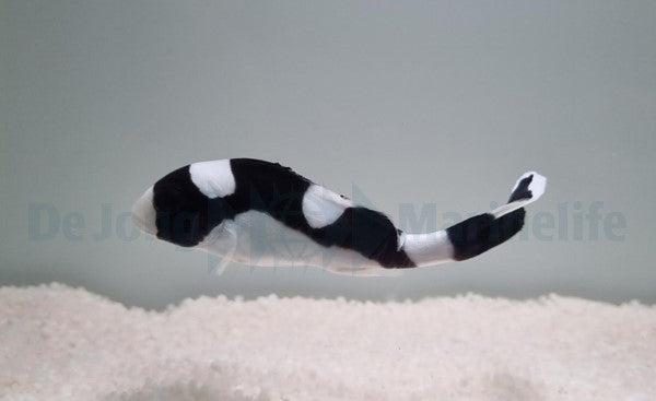 Plectorhinchus picus